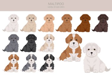 Maltipoo klipsi. Malta kanişi karışımı. Farklı ceket renkleri. Vektör illüstrasyonu