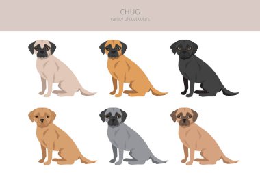 Chug clipart. Chihuahua Pug mix. Different coat colors set.  Vector illustration clipart