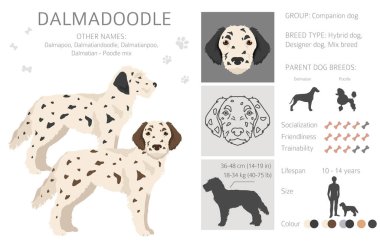 Dalmadoodle clipart. Dalmatian Poodle mix. Different coat colors set.  Vector illustration clipart