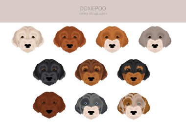 Doxiepoo klipsi. Dachshund Kaniş karışımı. Farklı ceket renkleri. Vektör illüstrasyonu