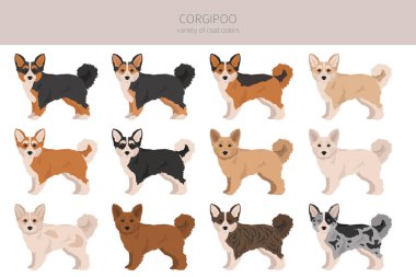 Corgipoo klipsi. Welsh corgi kaniş karışımı. Farklı ceket renkleri. Vektör illüstrasyonu