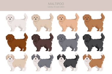 Maltipoo klipsi. Malta kanişi karışımı. Farklı ceket renkleri. Vektör illüstrasyonu