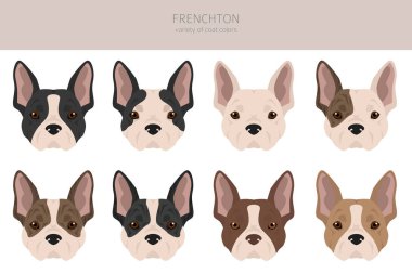 Frenchton klipsi. Fransız bulldog Boston terrier karışımı. Farklı ceket renkleri. Vektör illüstrasyonu