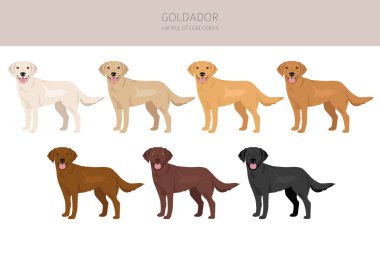 Goldador tırmanışı. Golden Retriever Labrador karışımı. Farklı ceket renkleri. Vektör illüstrasyonu
