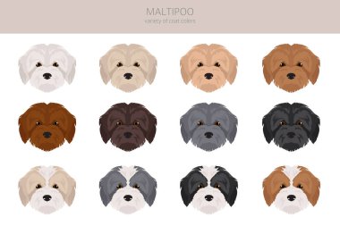 Maltipoo klipsi. Malta kanişi karışımı. Farklı ceket renkleri. Vektör illüstrasyonu