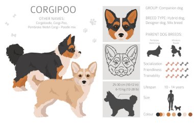 Corgipoo klipsi. Welsh corgi kaniş karışımı. Farklı ceket renkleri. Vektör illüstrasyonu