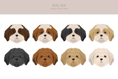Mal-Shi clipart. Maltese Shih-Tzu karışımı. Farklı ceket renkleri. Vektör illüstrasyonu