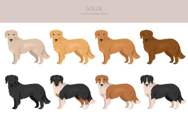 Gollie clipart. Golden Retriever Collie karışımı. Farklı ceket renkleri. Vektör illüstrasyonu
