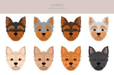 Chorkie klibi. Chihuahua Yorkshire Teriyer karışımı. Farklı ceket renkleri. Vektör illüstrasyonu