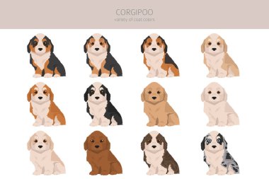 Corgipoo klipsi. Welsh corgi kaniş karışımı. Farklı ceket renkleri. Vektör illüstrasyonu