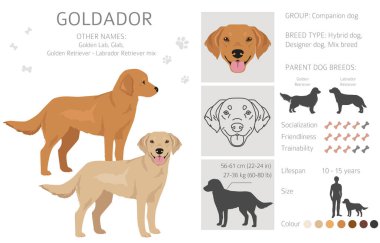 Goldador tırmanışı. Golden Retriever Labrador karışımı. Farklı ceket renkleri. Vektör illüstrasyonu