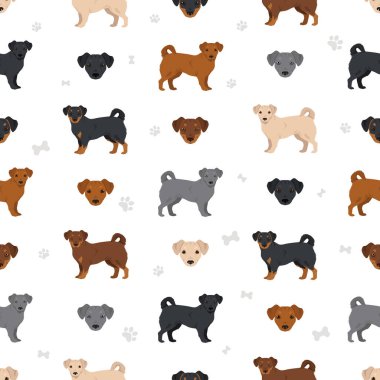 Chiweenie kusursuz desen. Chihuahua Dachshund karışımı. Farklı ceket renkleri. Vektör illüstrasyonu