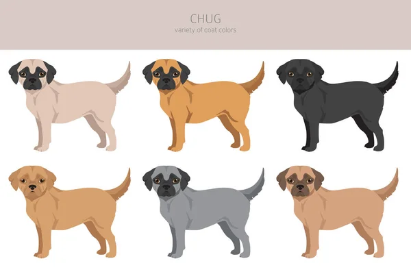 Bevi Clipart Miscela Chihuahua Pug Diversi Colori Cappotto Impostati Illustrazione — Vettoriale Stock