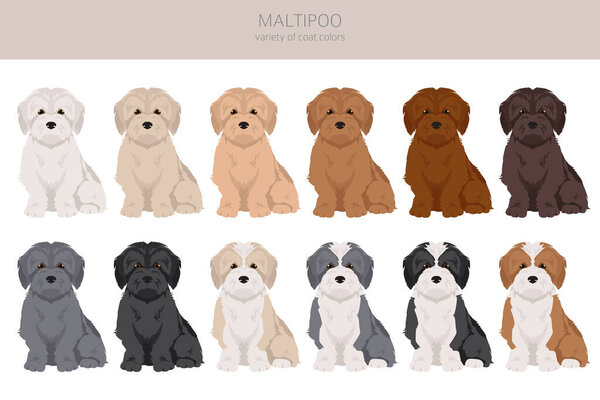 Maltipoo clipart. Maltese Poodle mix. Different coat colors set.  Vector illustration