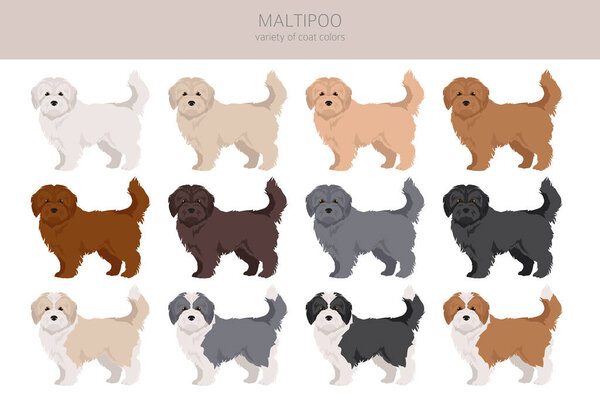 Maltipoo clipart. Maltese Poodle mix. Different coat colors set.  Vector illustration