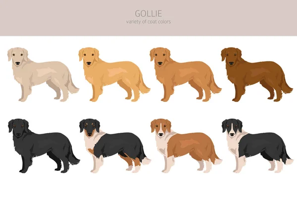 Gollie Clipart Golden Retriever Collie Mix Conjunto Diferentes Colores Capa — Vector de stock