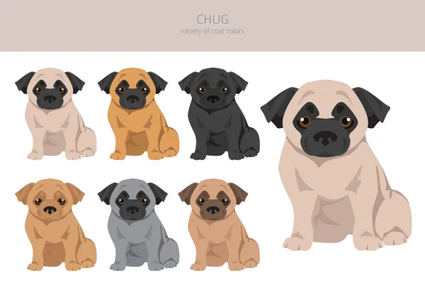 Chug Clipart Chihuahua Mops Mix Verschiedene Fellfarben Eingestellt Vektorillustration — Stockvektor