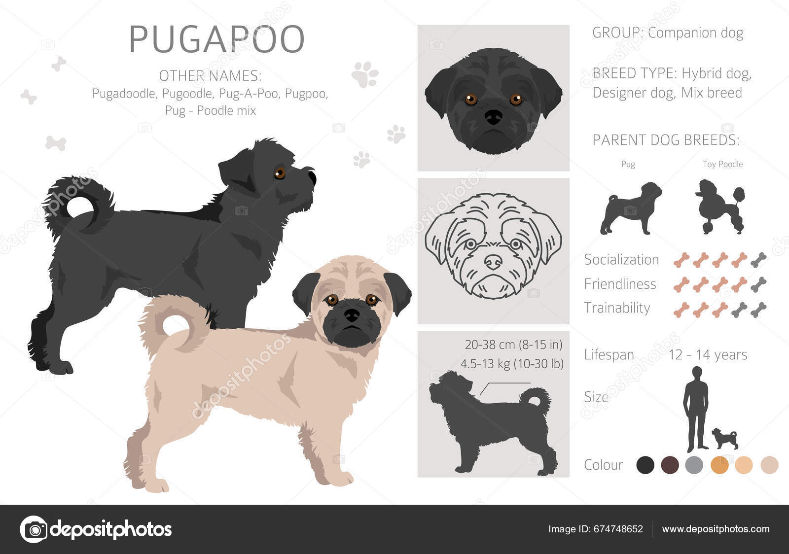Pugapoo Clipart Pug Poodle Mix Olika Pälsfärger Vektorillustration vektor  av ©A7880S 674748652
