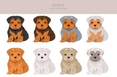 Morkie clipart. Maltese Yorkshire terrier mix. Different coat colors set.  Vector illustration clipart