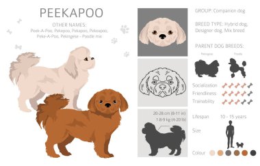 Peekapoo klipsi. Pekin kanişi karışımı. Farklı ceket renkleri. Vektör illüstrasyonu