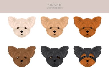 Pomapoo zirvesi. Pomeranya kanişi karışımı. Farklı ceket renkleri. Vektör illüstrasyonu