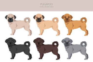 Pugapoo klipsi. Pug Kaniş karışımı. Farklı ceket renkleri. Vektör illüstrasyonu