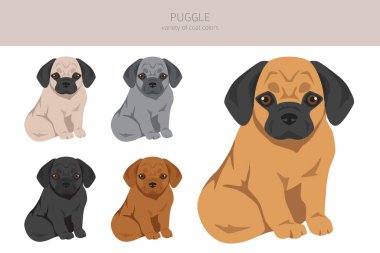 Puggle klipsi. Pug beagle karışımı. Farklı ceket renkleri. Vektör illüstrasyonu