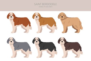 Aziz Berdoodle klipsi. Saint Bernard Kaniş karışımı. Farklı ceket renkleri. Vektör illüstrasyonu