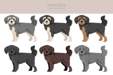 Schnoodle klipsi. Schnauzer kaniş karışımı. Farklı ceket renkleri. Vektör illüstrasyonu