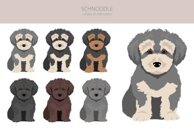 Schnoodle klipsi. Schnauzer kaniş karışımı. Farklı ceket renkleri. Vektör illüstrasyonu