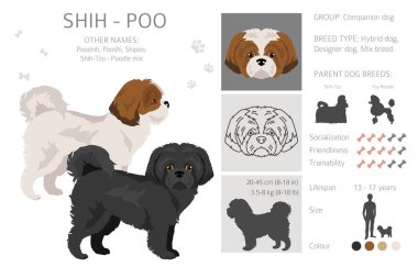 Shih-Poo klipsi. Shih-Tzu kaniş karışımı. Farklı ceket renkleri. Vektör illüstrasyonu