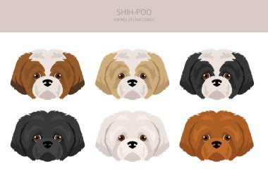 Shih-Poo klipsi. Shih-Tzu kaniş karışımı. Farklı ceket renkleri. Vektör illüstrasyonu