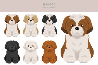 Shih-Poo klipsi. Shih-Tzu kaniş karışımı. Farklı ceket renkleri. Vektör illüstrasyonu