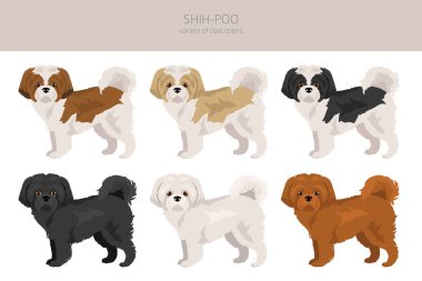 Shih-Poo klipsi. Shih-Tzu kaniş karışımı. Farklı ceket renkleri. Vektör illüstrasyonu
