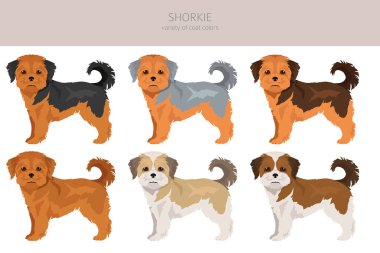 Shorkie klibi. Shih-Tzu Yorkshire Teriyer karışımı. Farklı ceket renkleri. Vektör illüstrasyonu