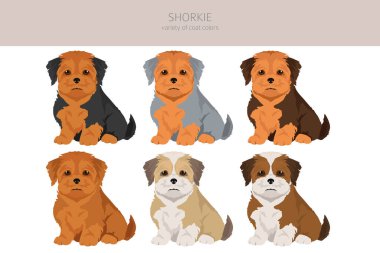 Shorkie klibi. Shih-Tzu Yorkshire Teriyer karışımı. Farklı ceket renkleri. Vektör illüstrasyonu