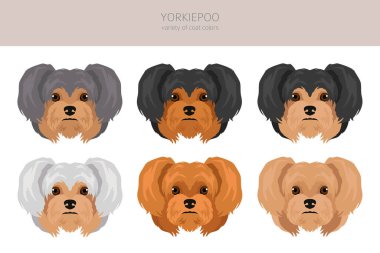 Yorkiepoo klipsi. Yorkshire Teriyeri Kaniş karışımı. Farklı ceket renkleri. Vektör illüstrasyonu