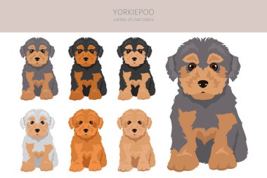 Yorkiepoo klipsi. Yorkshire Teriyeri Kaniş karışımı. Farklı ceket renkleri. Vektör illüstrasyonu