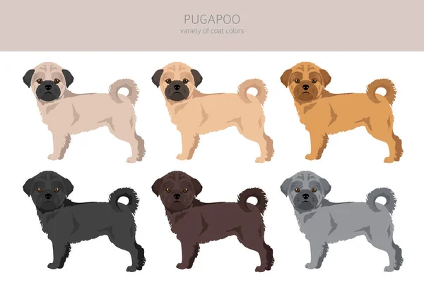 Pugapoo Clipart Pug Poodle Mix Diversi Colori Cappotto Impostati Illustrazione — Vettoriale Stock