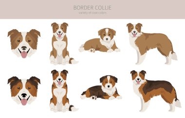 Border collie dog clipart. All coat colors set.  All dog breeds characteristics infographic. Vector illustration