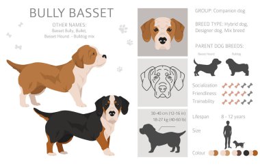 buldog basset; buldog basset mix; kurşun, basset buldog, köpek; bilgi; basset bulldog, buldog tazı tazısı; buldog basset puppy; bilgi; İngiliz bulldog; buldog; basset hound, pitbull; staffordshire; pi terrier;