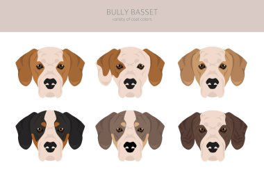 buldog basset; buldog basset mix; kurşun, basset buldog, köpek; bilgi; basset bulldog, buldog tazı tazısı; buldog basset puppy; bilgi; İngiliz bulldog; buldog; basset hound, pitbull; staffordshire; pi terrier;