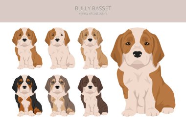 buldog basset; buldog basset mix; kurşun, basset buldog, köpek; bilgi; basset bulldog, buldog tazı tazısı; buldog basset puppy; bilgi; İngiliz bulldog; buldog; basset hound, pitbull; staffordshire; pi terrier;