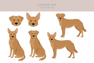 Chinook köpek klipsi. Farklı pozlar, farklı renkler. Vektör illüstrasyonu