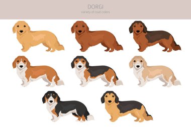 Dorgi clipart. Welsh corgi Dachshund karışımı. Farklı ceket renkleri. Vektör illüstrasyonu