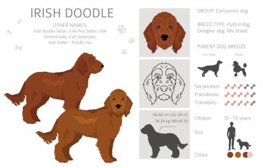 İrlandalı klip parçası. İrlanda Yerleşimci Kaniş karışımı. Farklı ceket renkleri. Vektör illüstrasyonu