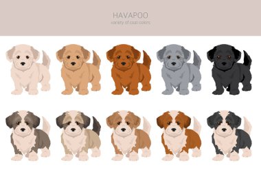 Havapoo clipart. Havanese Poodle mix. Different coat colors set.  Vector illustration clipart