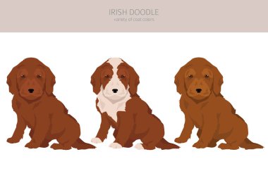 İrlandalı klip parçası. İrlanda Yerleşimci Kaniş karışımı. Farklı ceket renkleri. Vektör illüstrasyonu