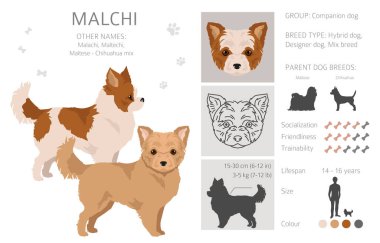 Malçi klipsi. Maltese Chihuahua karışımı. Farklı ceket renkleri. Vektör illüstrasyonu