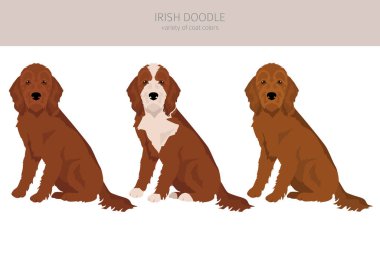 İrlandalı klip parçası. İrlanda Yerleşimci Kaniş karışımı. Farklı ceket renkleri. Vektör illüstrasyonu